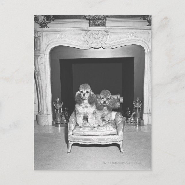 Miniature poodles sitting in front of fireplace postcard (Front)