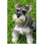 Miniature Schnauzer 3-D figurine Standing Photo Sculpture<br><div class="desc">This adorable mini schnauzer is made to look 'life like' by being 3-D. Functions as a decoration primarily. Also available in an ornament,  pin,  and magnet. Surprise someone with a gift of cute!</div>