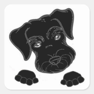 miniature schnauzer black peeking square sticker