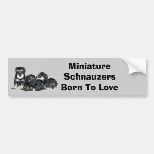 Miniature Schnauzer Bumper Sticker