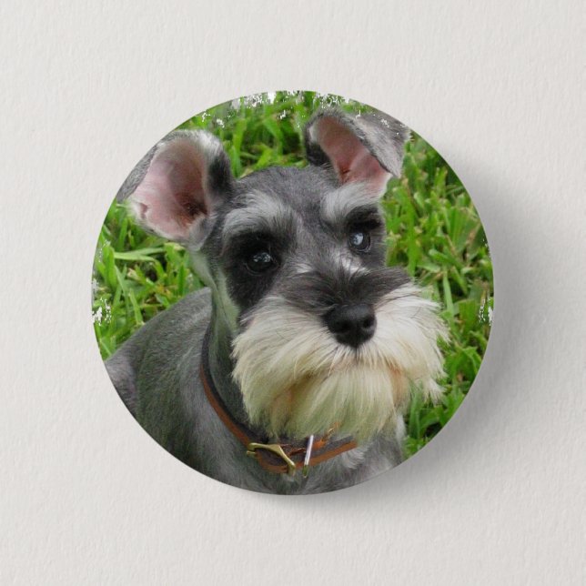 Miniature Schnauzer Button (Front)