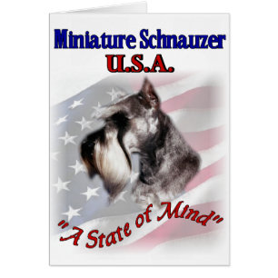 Miniature Schnauzer États-Unis