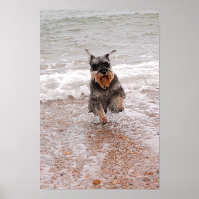 Miniature Schnauzer in the Sea Poster (Front)
