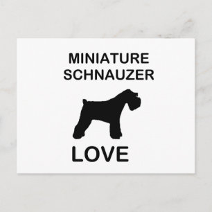 Miniature_Schnauzer love Postcard