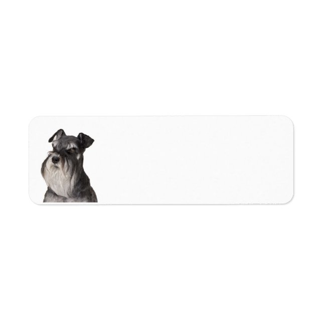 Miniature_Schnauzer noir et argent (Devant)