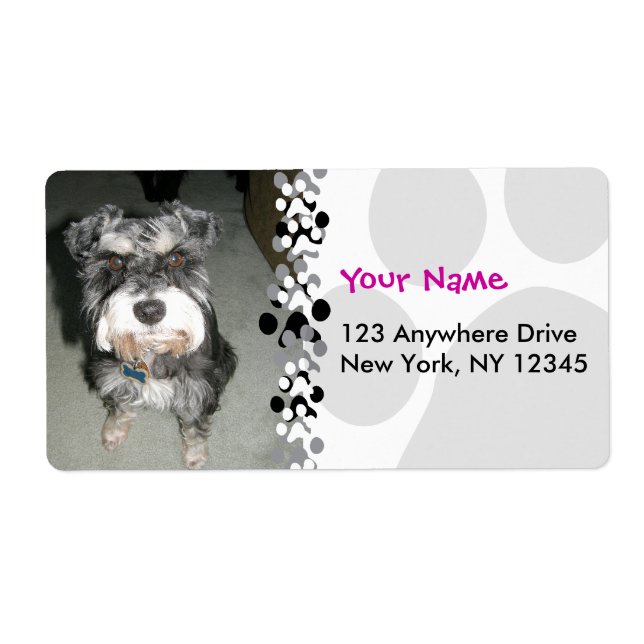 Miniature Schnauzer Photo (Front)