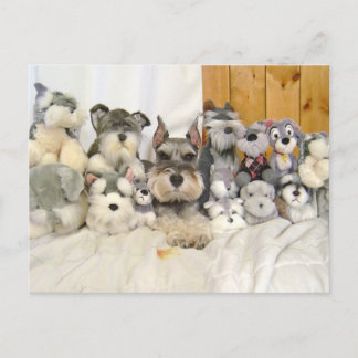 Miniature Schnauzer Postcard