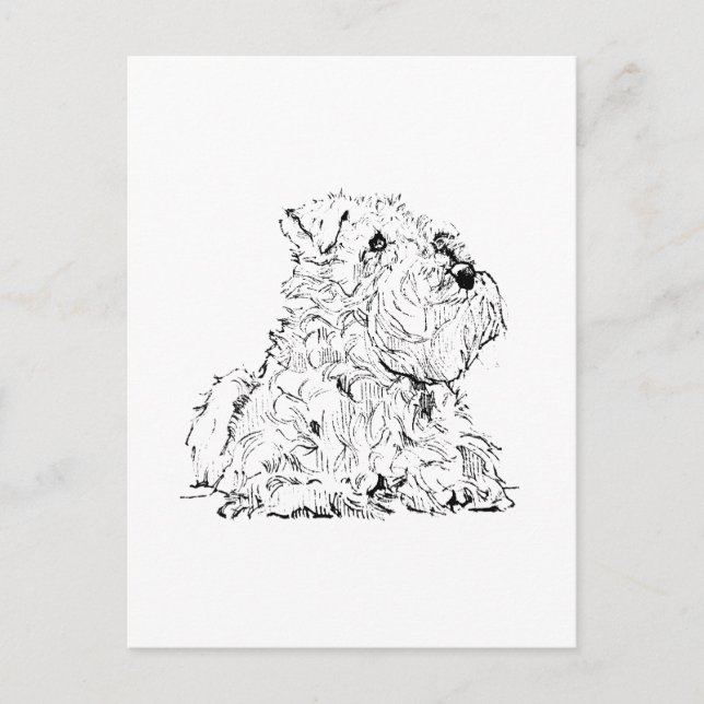 Miniature Schnauzer Postcard – Dog Illustration (Front)