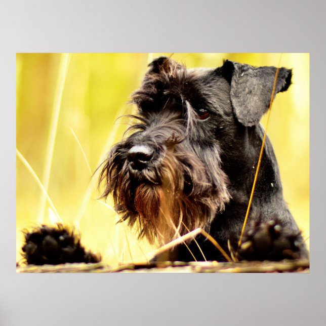 Miniature-schnauzer Poster (Front)