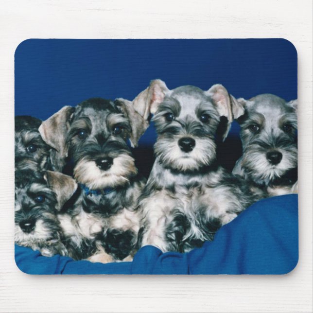 Miniature Schnauzer Puppies Mouse Pad (Front)