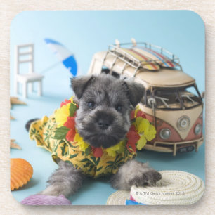 Miniature Schnauzer Puppy and Summer Vacation Coaster