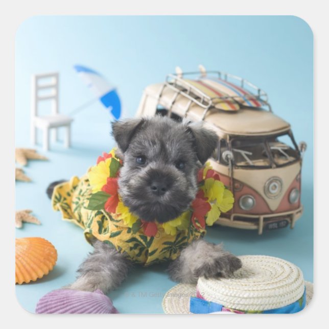 Miniature Schnauzer Puppy and Summer Vacation Square Sticker (Front)