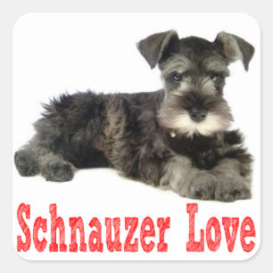Miniature Schnauzer Puppy Dog Love Red Sticker