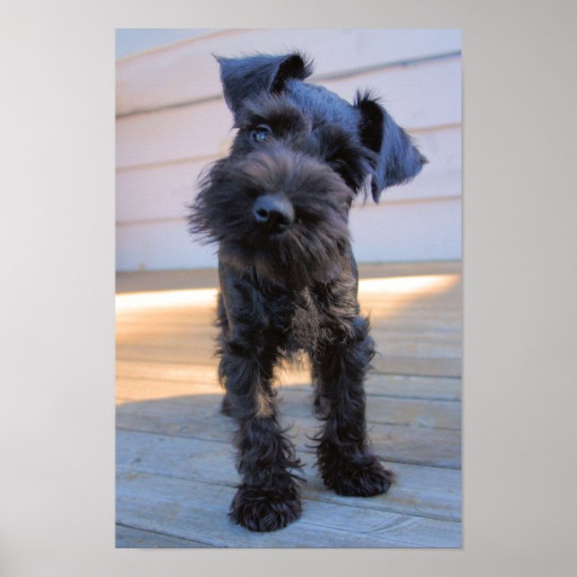 Miniature Schnauzer Puppy Poster (Front)