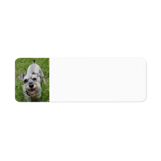 miniature schnauzer smiling (Front)