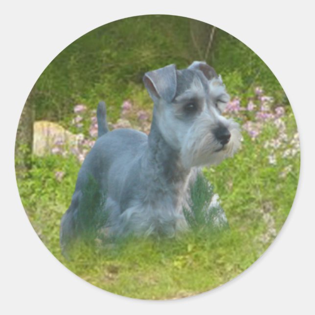 Miniature Schnauzer Sticker (Front)