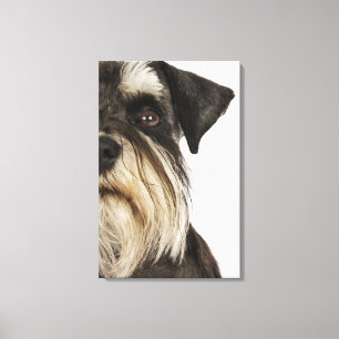 Miniature Schnauzer, studio shot, close-up Canvas Print