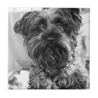 Miniature Schnauzer Tile