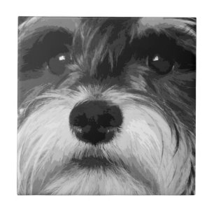 Miniature Schnauzer Tile