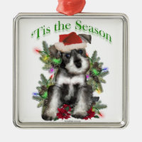 Miniature Schnauzer ‘Tis