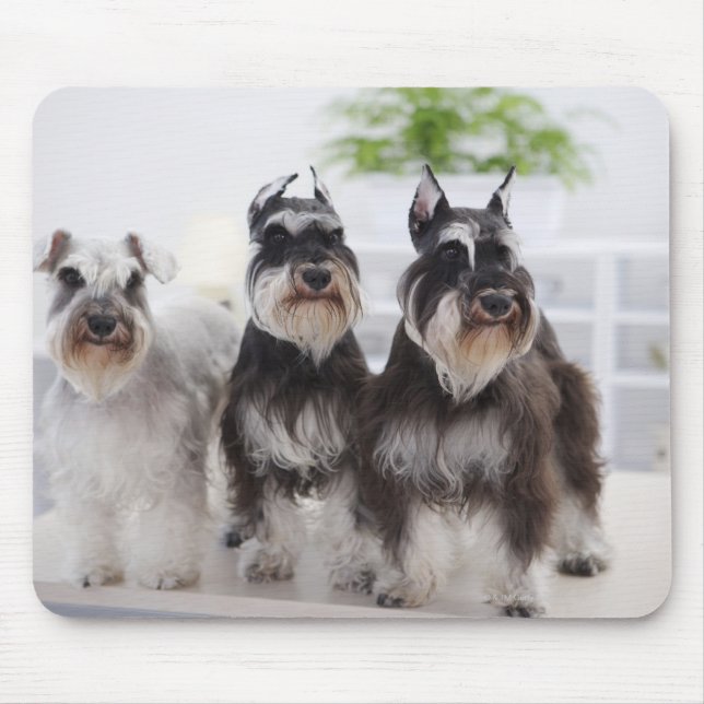Miniature Schnauzers standing at edge of table Mouse Pad (Front)