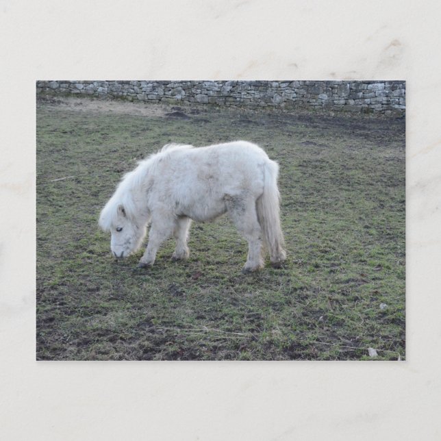 Miniature White Horse Gifts Postcard (Front)