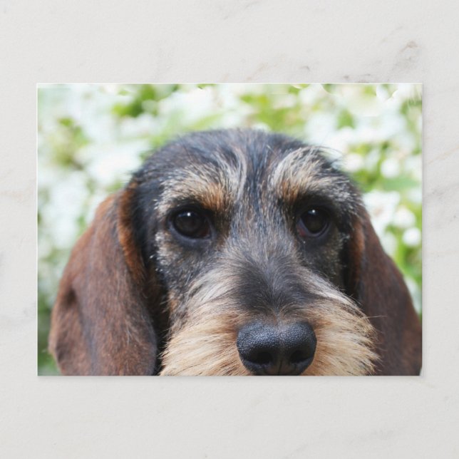 Miniature Wire Haired Dachshund Postcard (Front)