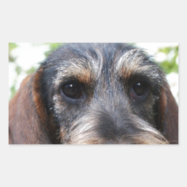 Miniature Wire Haired Dachshund Sticker (Front)