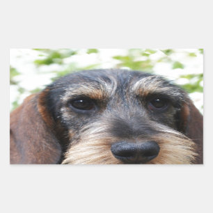 Miniature Wire Haired Dachshund Sticker