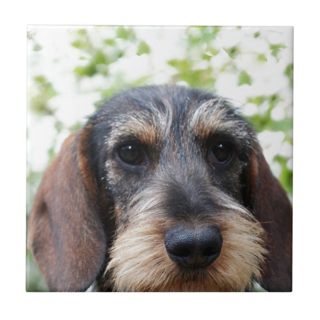Miniature Wire Haired Dachshund Tile (Front)