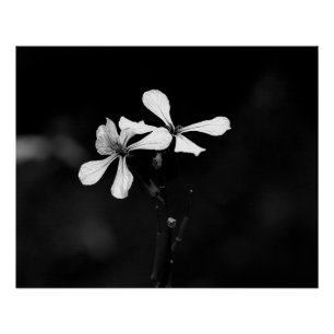 minimal black and white floral poster