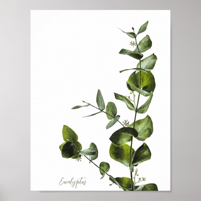 Minimalist Elegant Sage Eucalyptus Poster (Front)