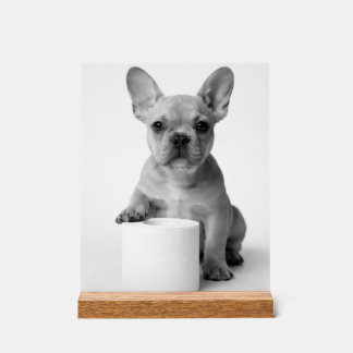 Minimalist Funny French Bulldog Guards ToiletPaper Acrylic Sign