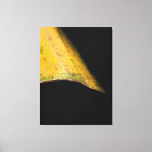 Minimalist Nature Photography Leaf in Shadow Canvas Print