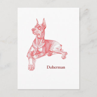 Minimalist Red Pencil Doberman Pinscher Sketch  Postcard