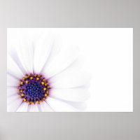 Minimalist White Daisy flower on White Background