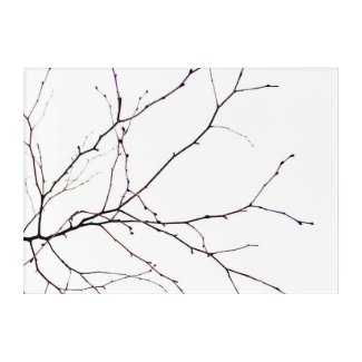 Minimalist Winter Branches Acrylic Print