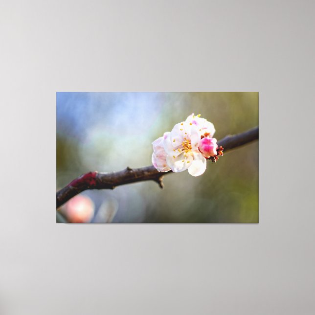 Minimalistic Art Of Japanese Apricot In Bloom Canvas Print (Front)