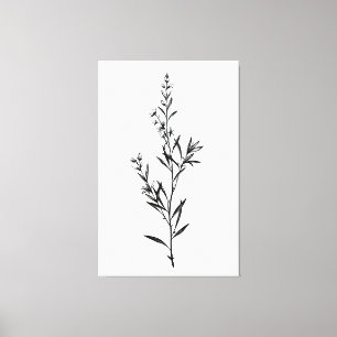 Minimalistic Monochrome Rosemary Sprig Sketch Canvas Print