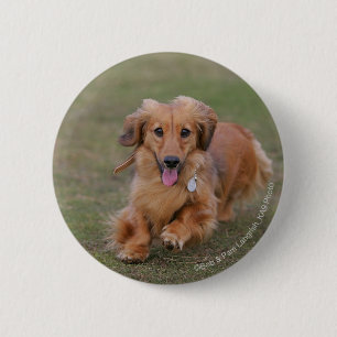 Miniture Dachshund Running 2 Inch Round Button