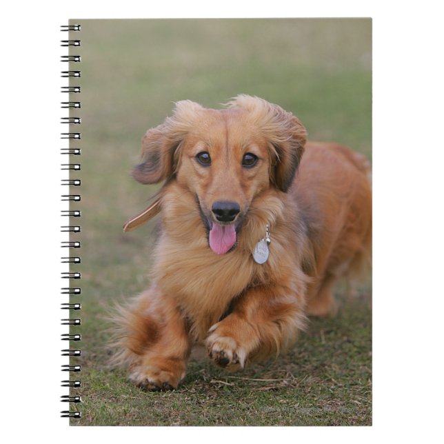 Miniture Dachshund Running Notebook (Front)