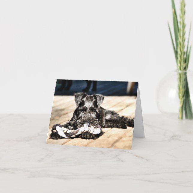 Miniture Schnauzer Note Card #2 - blank (Front)