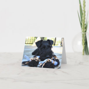 Miniture Schnauzer Note Card #5 - blank