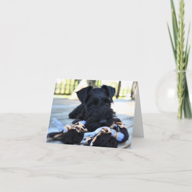 Miniture Schnauzer Note Card #5 - blank (Front)