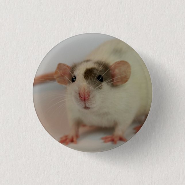 Mink dumbo Rat 1 Inch Round Button (Front)