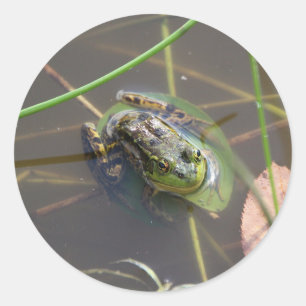 Mink Frog Classic Round Sticker