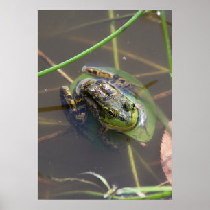 Mink Frog Poster