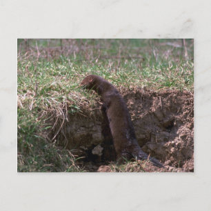 Mink on stream bank postcard