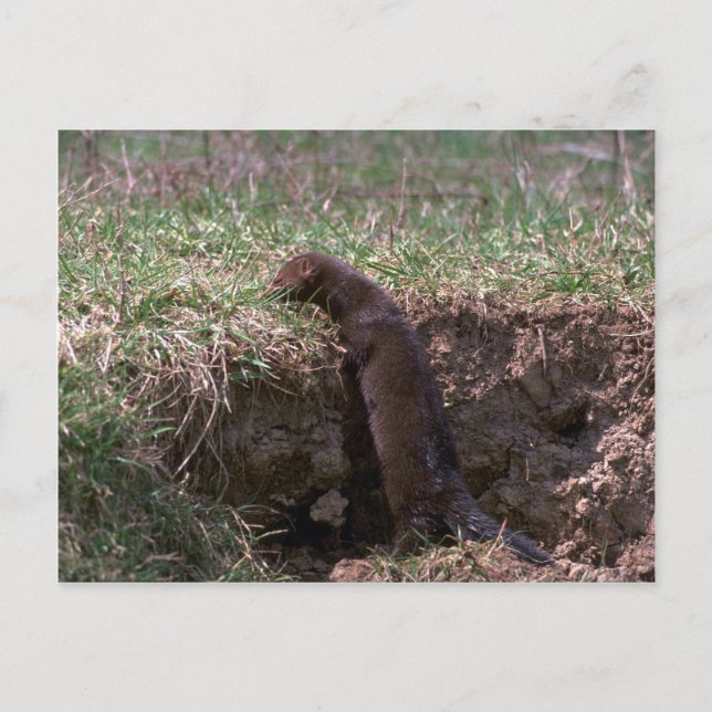 Mink on stream bank postcard (Front)