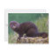 Mink Postcard